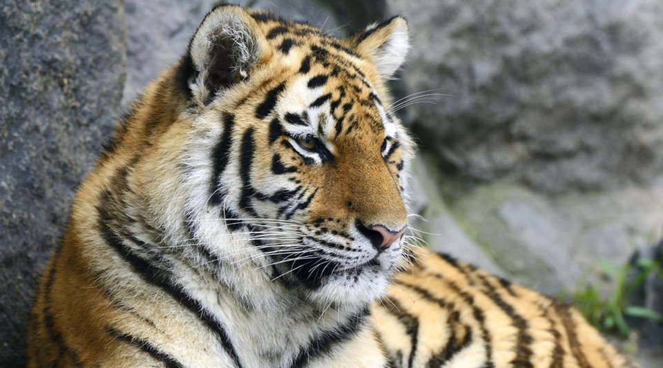 Tổng thống Hàn Quốc khen ông Putin có tinh thần “mãnh hổ” - 2
Hổ Siberia hay còn gọi là hổ Amur. (Ảnh: RT)