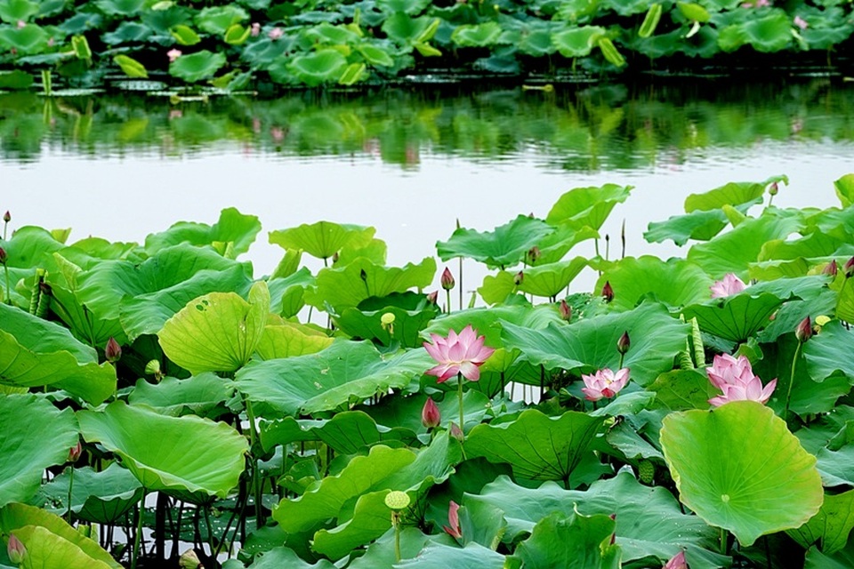 Đề xuất kế hoạch cải tạo đất lúa trong nội Thành nhà Hồ để trồng hoa - 4 Đến nay, địa phương đã mở rộng một số diện tích hồ sen
