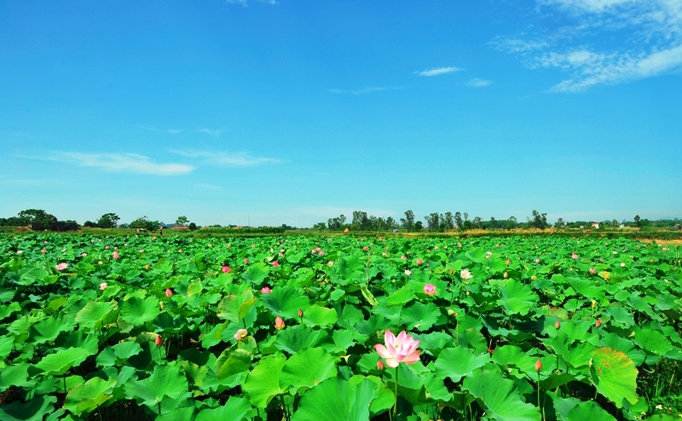 Đề xuất kế hoạch cải tạo đất lúa trong nội Thành nhà Hồ để trồng hoa - 3 Huyện Vĩnh Lộc đề nghị thu hồi đất lúa để xây dựng tạm thời các vườn hoa bốn mùa để khai thác du lịch trải nghiệm