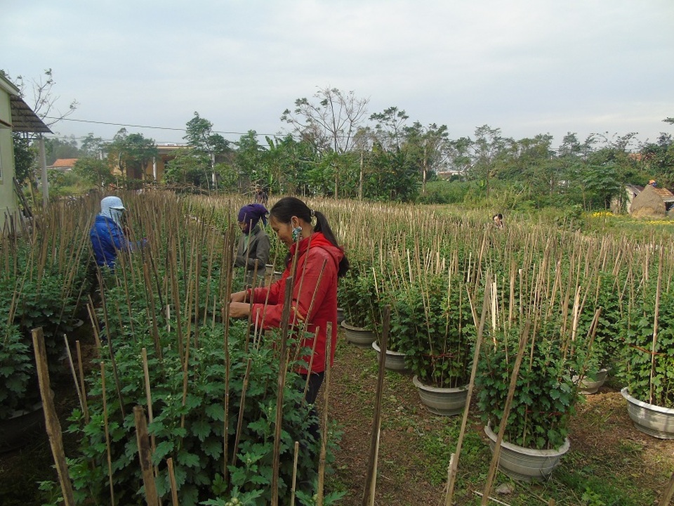 Người trồng hoa tại xã Lý Trạch đang tất bật cho công việc chăm sóc hoa phục vụ thị trường tết