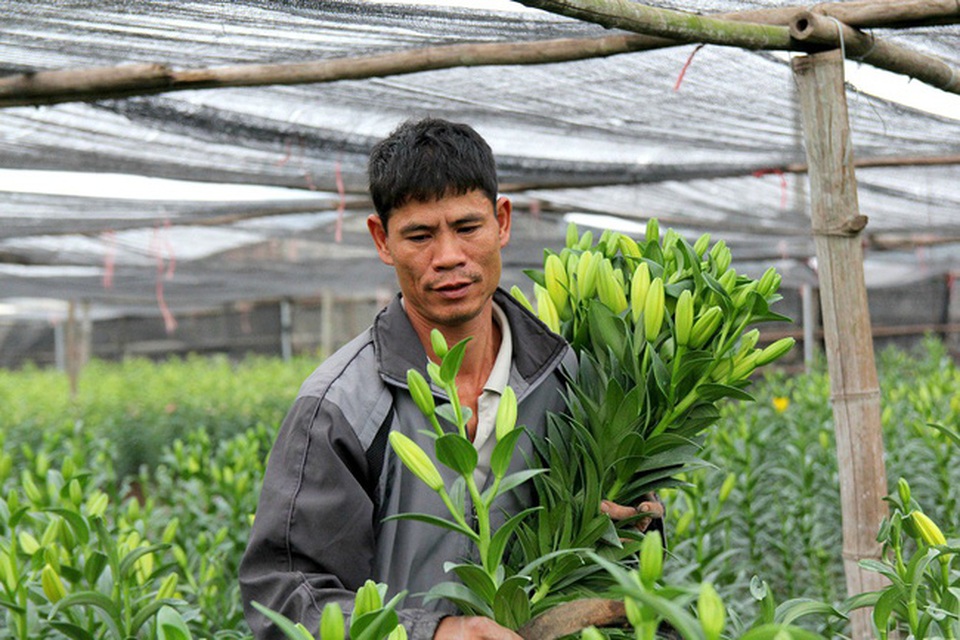 Hoa ly Tết nở sớm, người dân Tây Tựu lỗ nặng - 1 Hoa ly Tết nở sớm, người dân Tây Tựu lỗ nặng - 1