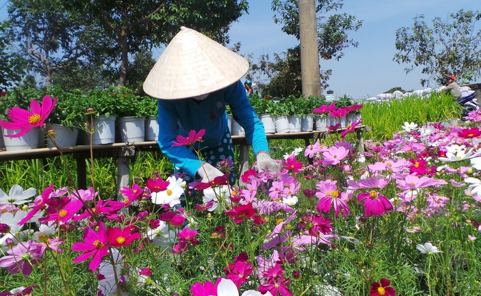 Ở Làng hoa Sa Nhiên hiện nay có khoảng 2.000 chủng loại hoa