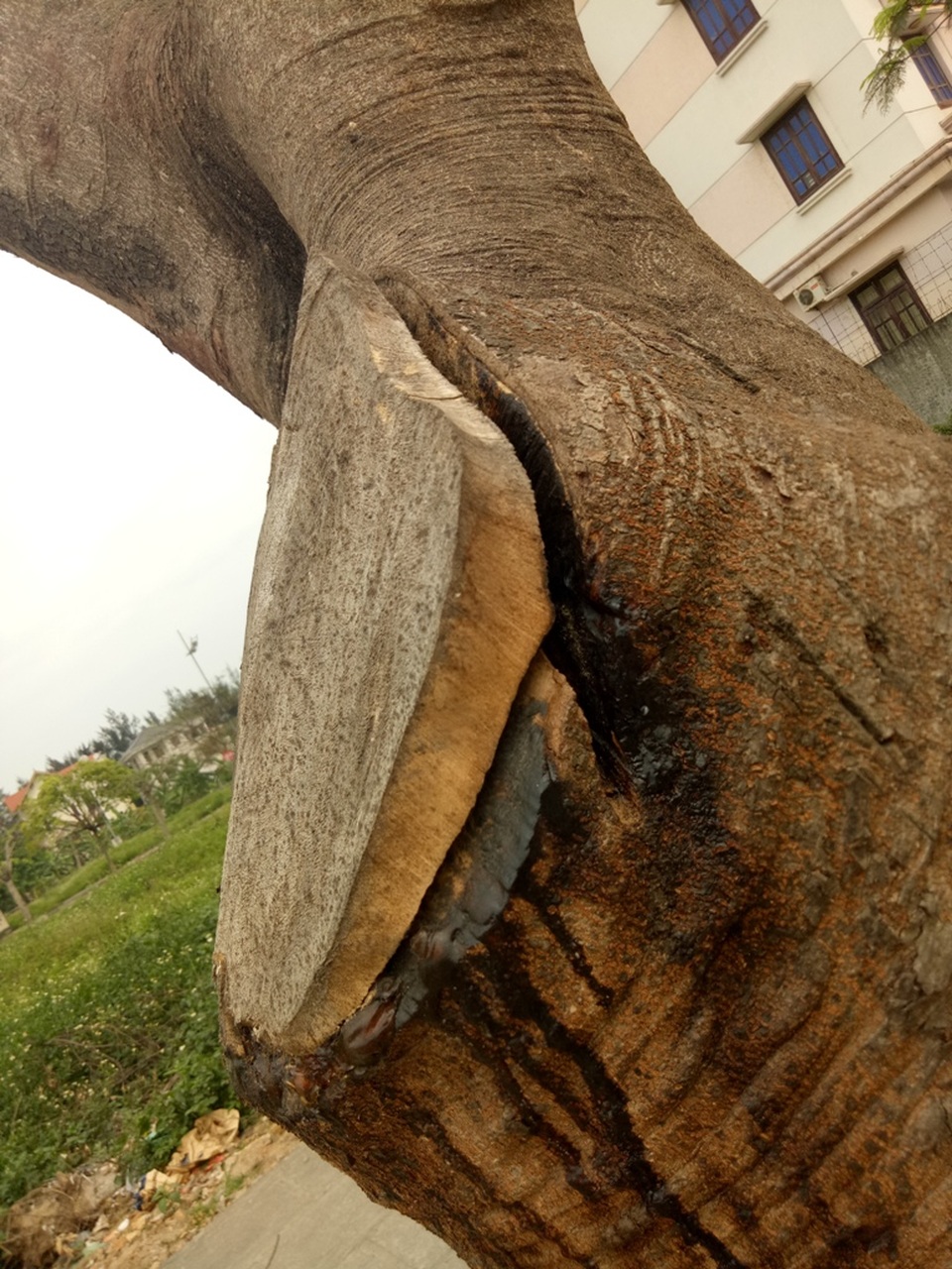 Hàng nghìn cây phượng "xơ xác" ngay trước Lễ hội Hoa phượng đỏ - 10
Thời tiết khắc nghiệt cũng được cho là nguyên nhân để phượng khó mọc chồi, ra hoa sau khi bị cắt tỉa, chặt cành.