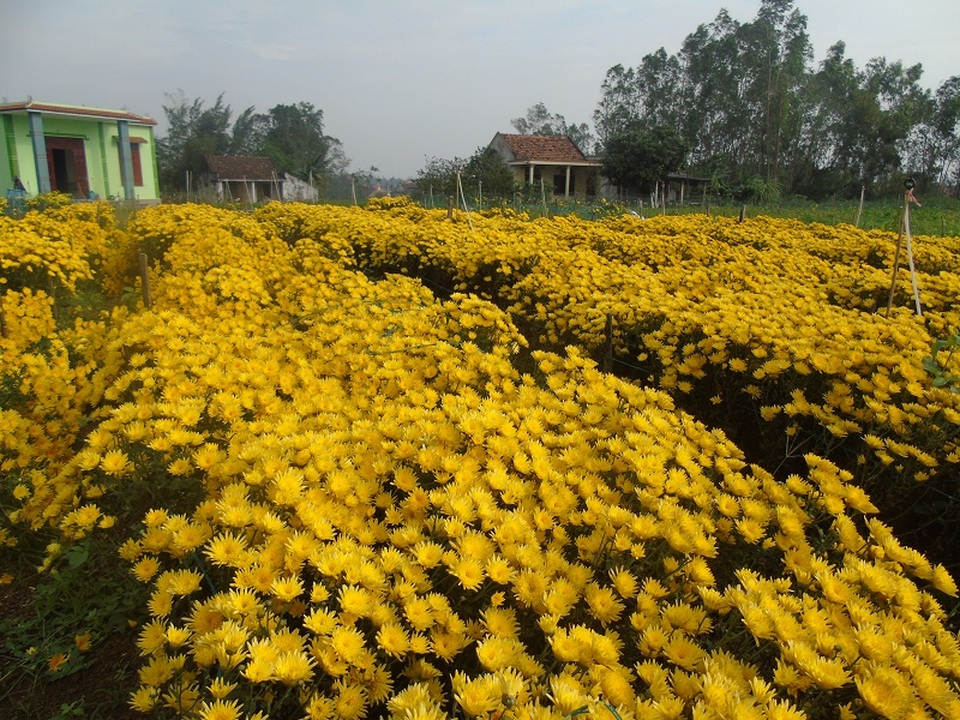 Lý Trạch là nơi cung cấp hoa chủ yếu cho Thành phố Đồng Hới và các đầu mối ở vùng lân cận trong dịp Tết Nguyên đán.