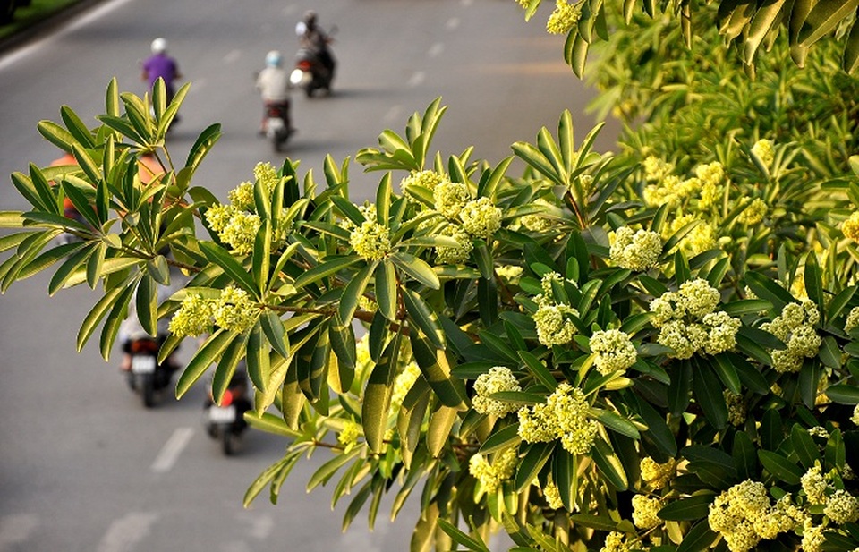 Những mùa hoa gợi lên sắc thu dọc theo chiều dài đất nước - 3 Những mùa hoa gợi lên sắc thu dọc theo chiều dài đất nước - 3