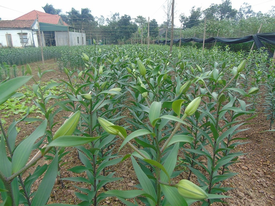 Hoa Ly phục vụ cho thị trường tết của gia đình anh Nguyễn Hữu Khiều