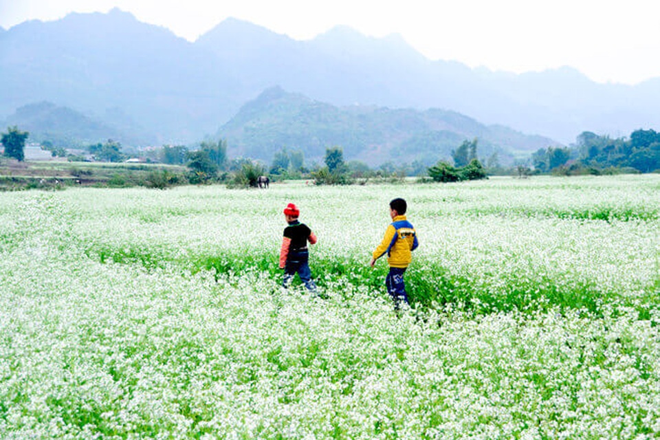 Những mùa hoa gợi lên sắc thu dọc theo chiều dài đất nước - 1 Những mùa hoa gợi lên sắc thu dọc theo chiều dài đất nước - 1