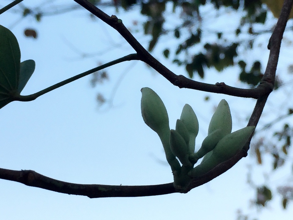 Những nụ hoa e ấp trong nắng sớm.