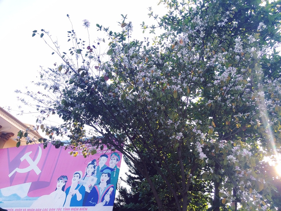 Ngẩn ngơ ngắm hoa ban nở trắng trời Điện Biên - 11