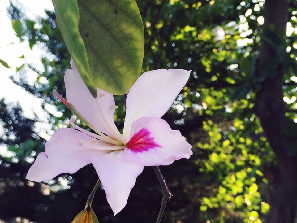 Ngắm sắc trắng hoa ban, tâm hồn ai cũng dễ xao xuyến.