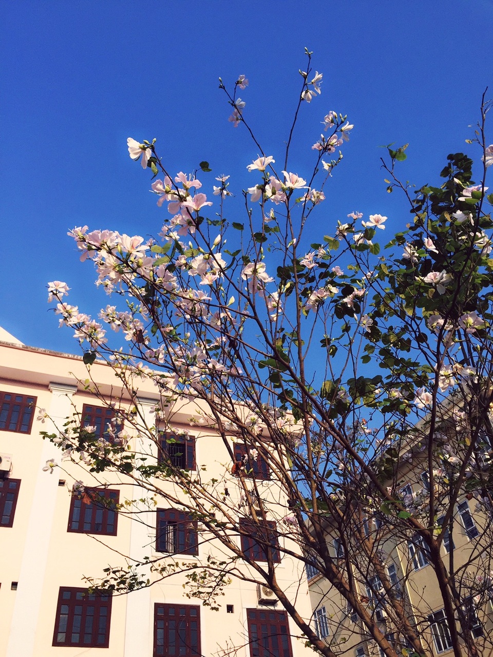 Cây hoa ban bung nở, vươn mình đón nắng trước Trụ sở Đoàn Đại biểu Quốc hội và Hội đồng nhân dân tỉnh Điện Biên.