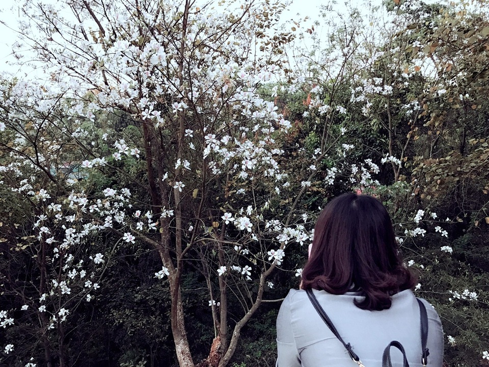 Trắng trời hoa ban đường lên Tượng đài Chiến thắng Điện Biên Phủ.