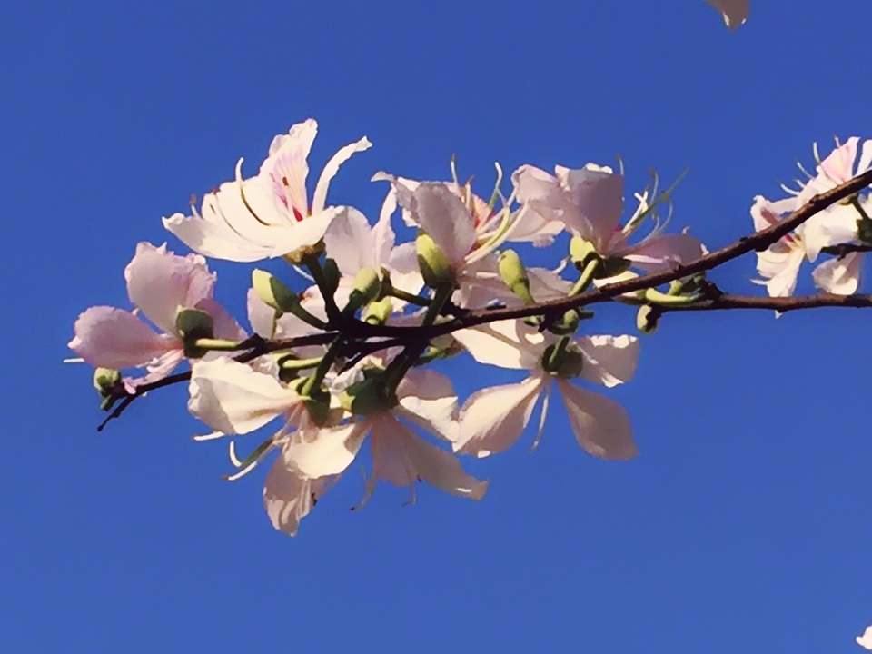 Ngẩn ngơ ngắm hoa ban nở trắng trời Điện Biên - 13