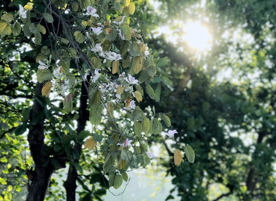 Ngẩn ngơ ngắm hoa ban nở trắng trời Điện Biên - 4