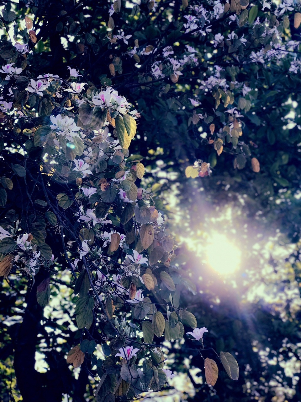 Ngẩn ngơ ngắm hoa ban nở trắng trời Điện Biên - 5