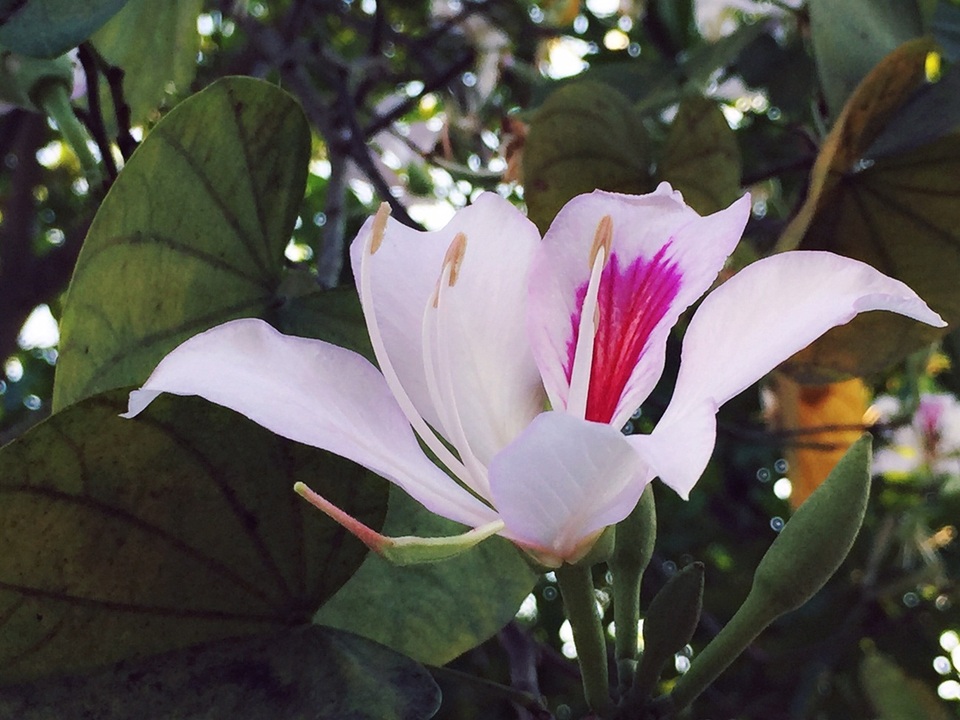 Ngẩn ngơ ngắm hoa ban nở trắng trời Điện Biên - 6