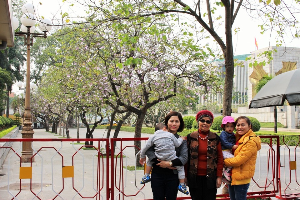 Ngắm sắc ban tím mang Tây Bắc về giữa Hà Nội - 3 Nhiều gia đình tuy ở xa nhưng cũng tìm đến nơi có sắc tím hoa ban để chụp ảnh kỷ niệm.
