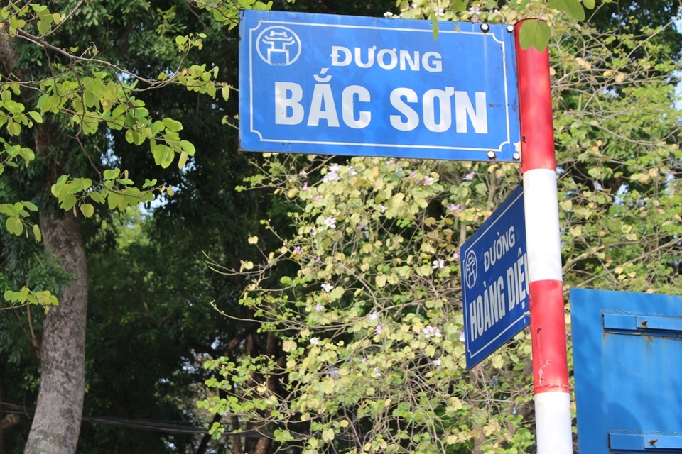 Ngắm sắc ban tím mang Tây Bắc về giữa Hà Nội - 4 Ngắm sắc ban tím mang Tây Bắc về giữa Hà Nội - 4