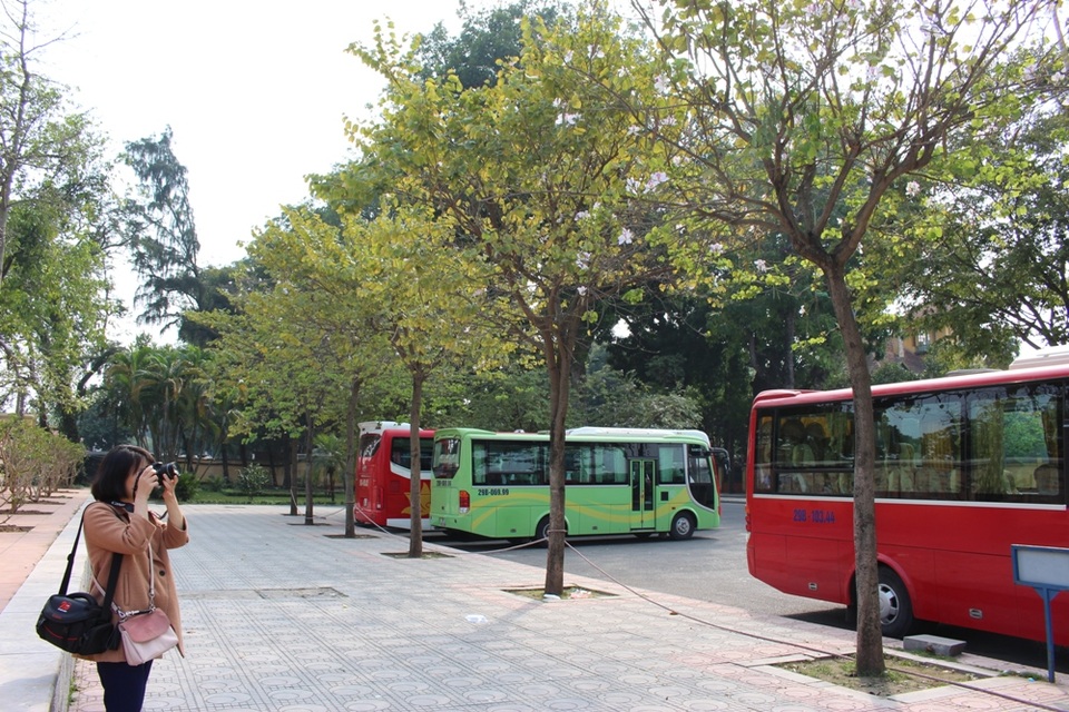 Ngắm sắc ban tím mang Tây Bắc về giữa Hà Nội - 8 Ngắm sắc ban tím mang Tây Bắc về giữa Hà Nội - 8