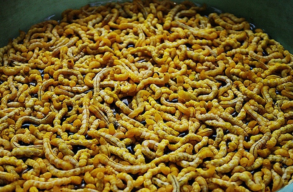 Lên Điện Biên ăn rau ban, uống rượu sâu - 5 Ngoài cách sử dụng phổ biến nhất là ngâm rượu uống, sâu chít có thể sao khô, nấu cháo.