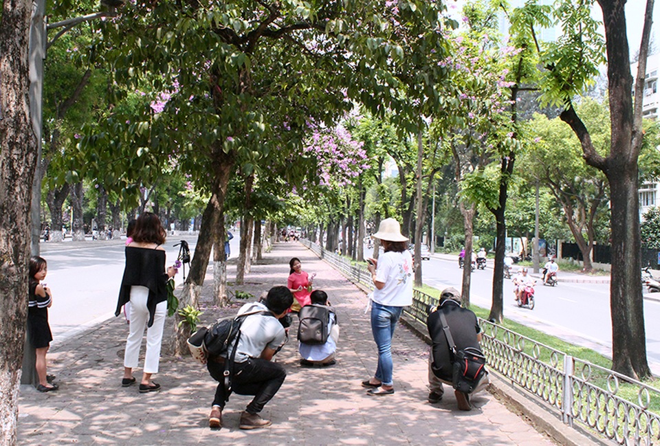 Hà Nội tím biếc mùa hoa bằng lăng - 10