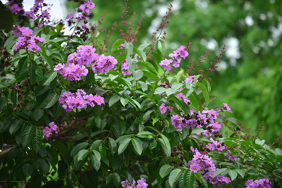 
Bằng lăng tím ngắt một góc trời Hà Nội
