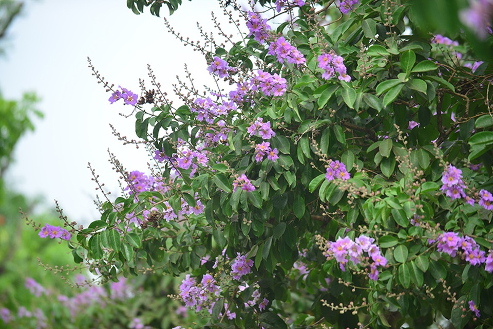 Loài hoa biểu trưng cho mùa hè.