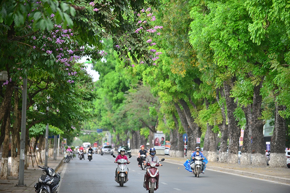 Vẻ đẹp của hoa bằng lăng là nét nên thơ của thành phố trong mùa hè