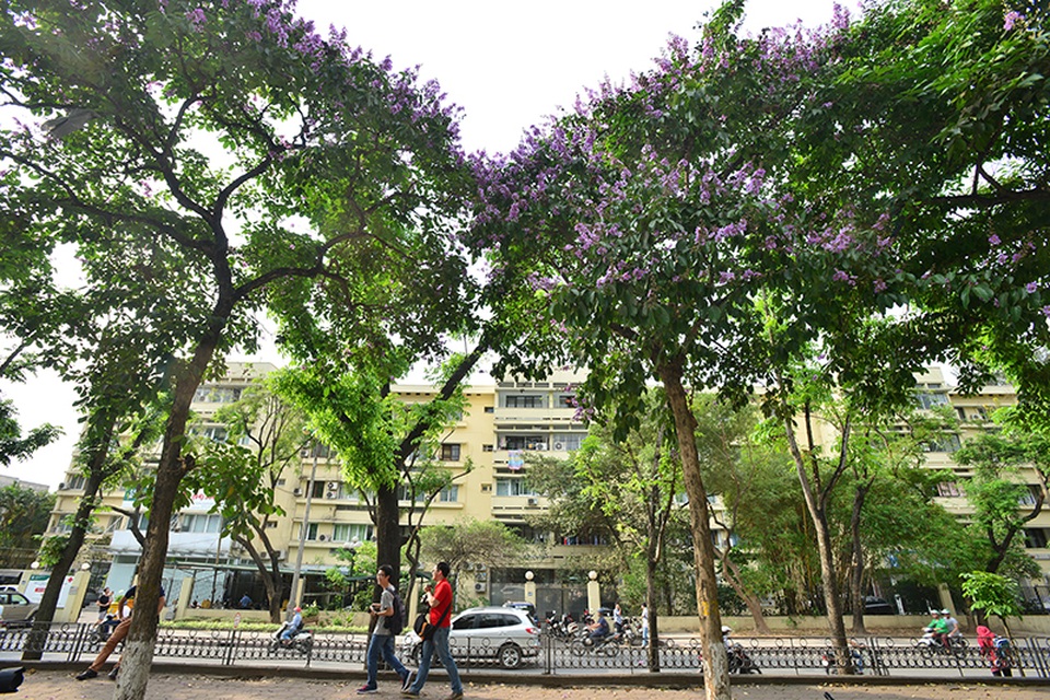 Những cây bằng lăng đẹp nhất Hà Nội nằm trên phố Kim Mã