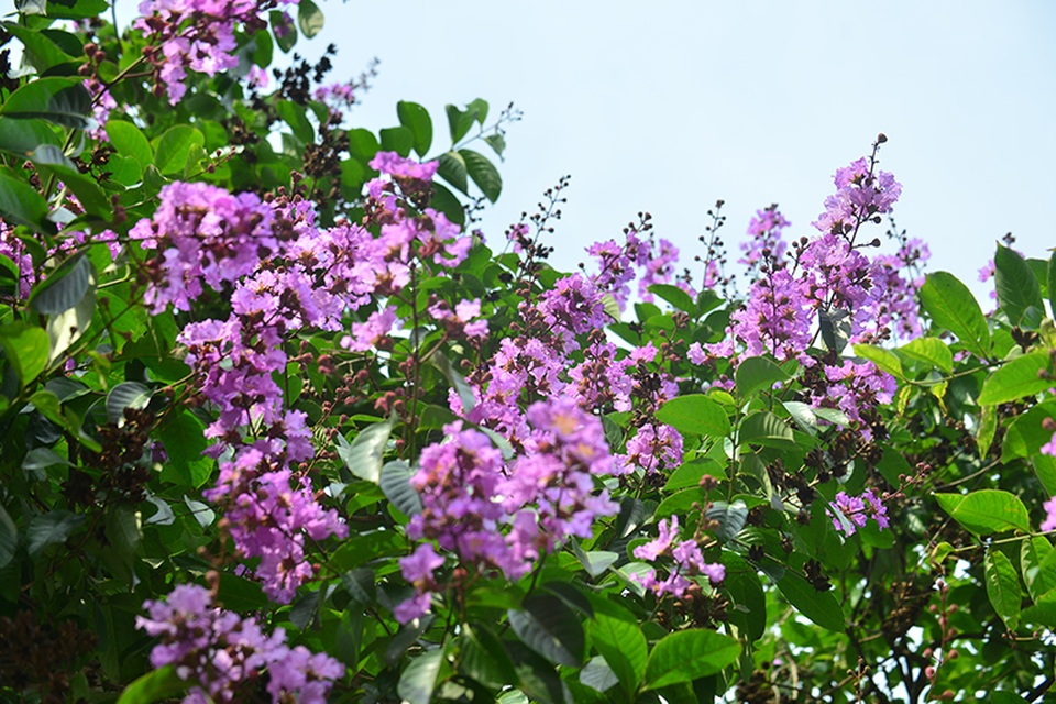 Sắc tím xen lẫn vào màu xanh biếc của lá và xanh dịu của nền trời.