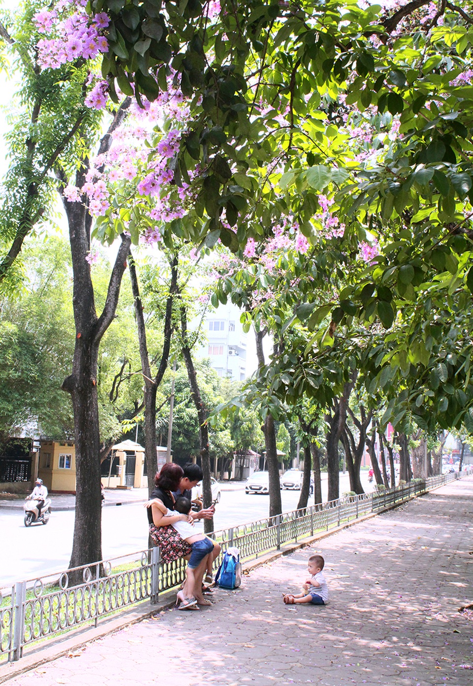 Dưới tán bằng lăng, các gia đình vui chơi thoải mái.