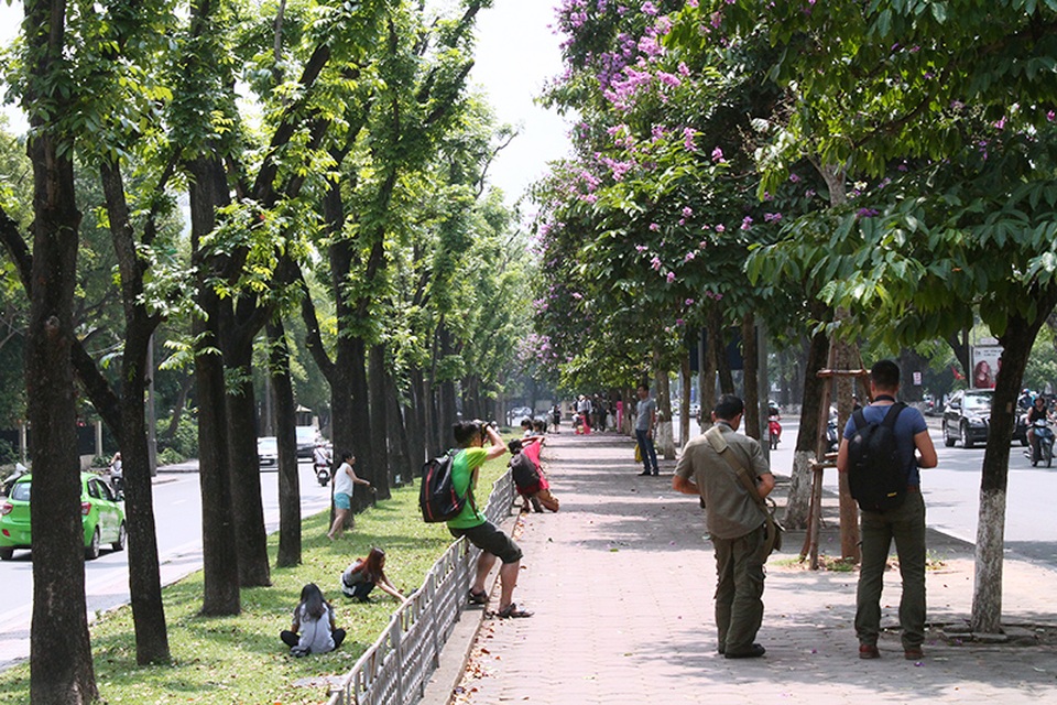 Một tuần qua, giới nhiếp ảnh rủ nhau tìm nguồn sáng tạo từ hoa bằng lăng