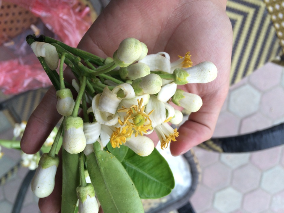 Kiếm hơn triệu đồng mỗi ngày nhờ bán hoa bưởi - 4
20.000 đồng chỉ mua được khoảng 4 cành hoa bưởi