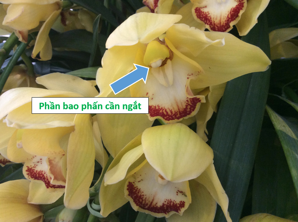 Bí quyết để có một bình hoa bền, đẹp trưng Tết - 3