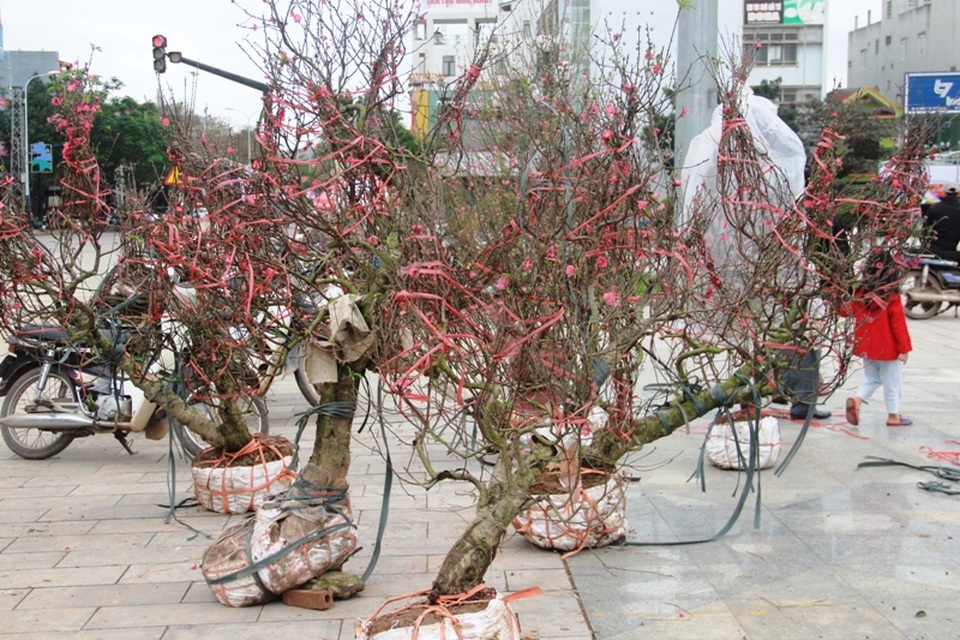 Mục sở thị cây “cổ hoa mai” hơn 40 năm tuổi có giá 50 triệu đồng - 2 Những cây đào thế có tuổi thọ hàng chục năm tuổi