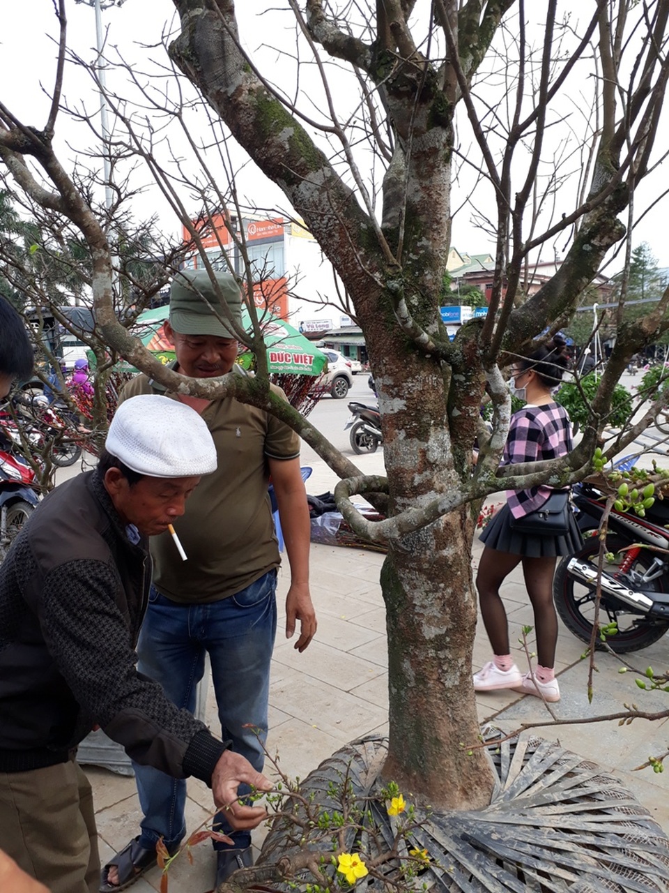Mục sở thị cây “cổ hoa mai” hơn 40 năm tuổi có giá 50 triệu đồng - 1 Cây cổ hoa mai được chủ chào bán gần 50 triệu đồng