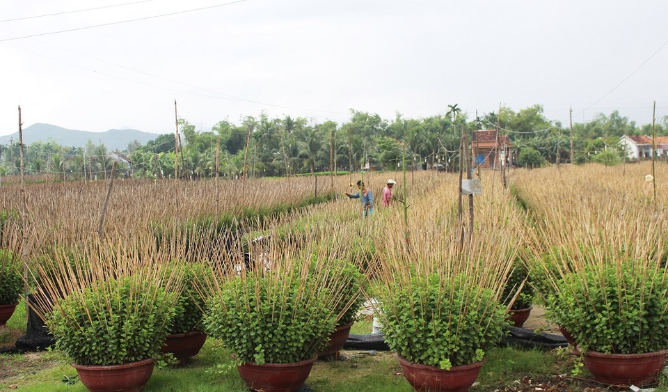 Chất lượng hoa cúc Tết ở làng hoa Phong Phú được đánh giá không thua kém hoa Đà Lạt - Ảnh: Viết Hảo