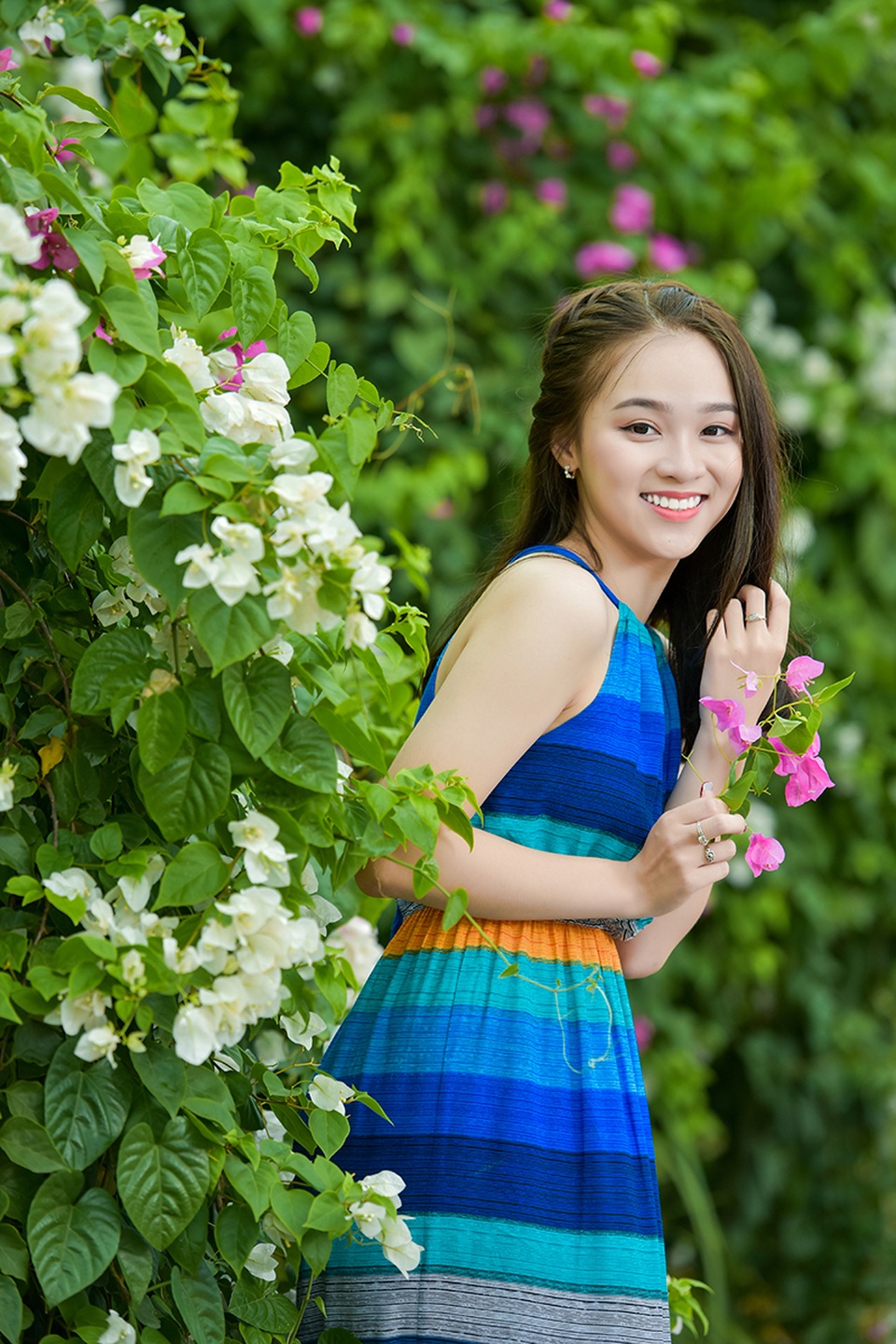 Hoa giấy hiếm khi nở đẹp như thế này ở Hà Nội. Chỉ trong những ngày nắng to, loài hoa này mới rực rỡ nhất.