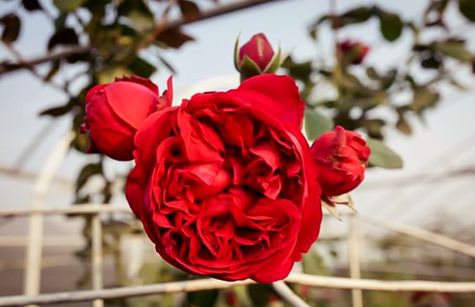Điểm danh những giống hồng ngoại “bạc triệu” được các đại gia Việt săn lùng - 9 Điểm danh những giống hồng ngoại “bạc triệu” được các đại gia Việt săn lùng - 9