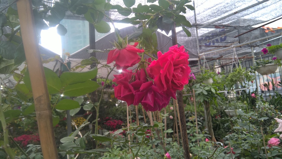 Hoa hồng leo Falstaff Rose xuất xứ từ Anh, loại hoa này có màu đỏ, tím. Giá loại hoa này là 1,3 triệu đồng/chậu