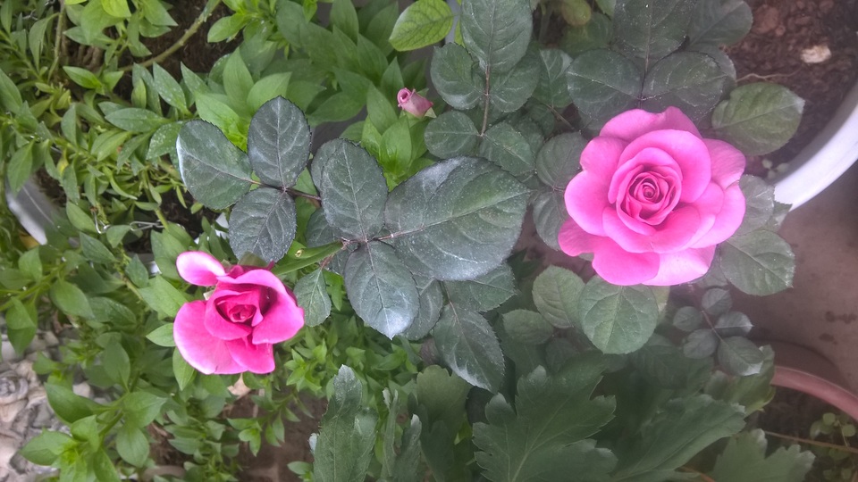 Hoa hồng Rhapsody(xuất xứ từ Anh) loại này đã được lai tạo tại Việt Nam với giống hồng trong nước, tuy nhiên chủ vườn hoa cho biết sắc hoa đặc trưng vẫn giữ được như hoa nhập