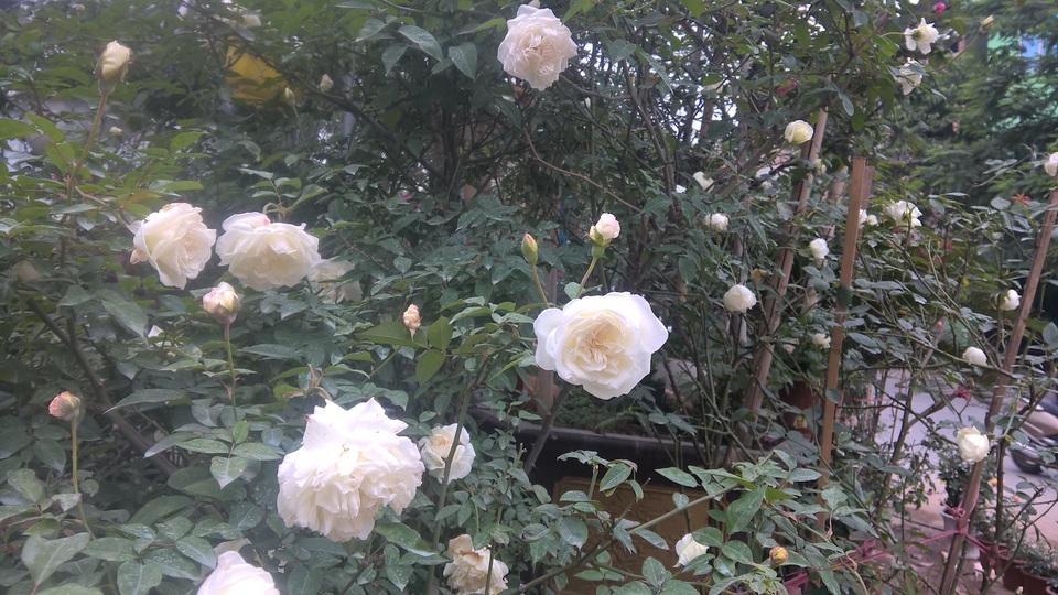 Theo chủ cửa hàng, sở dĩ hoa hồng ngoại nói chung và hoa hồng Jeanne Moreau nói riêng có giá cả đắt đỏ vì tại Việt Nam, giống hoa hồng ngoại khá hiếm và đây là loại hoa được nhiều người ưa thích