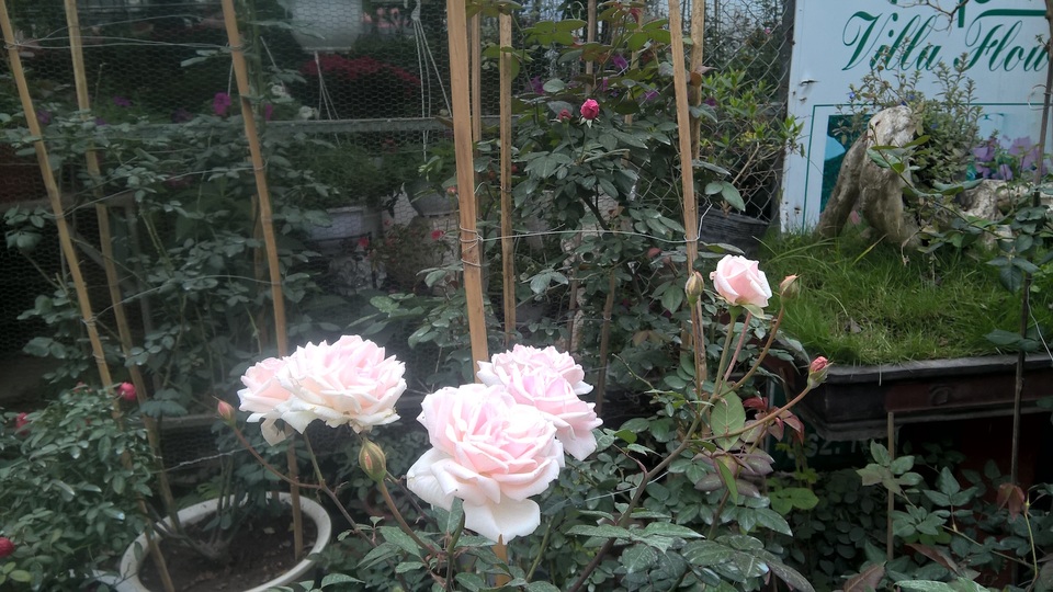 Theo giải thích, hoa hồng ngoại Jeanne Moreau nói riêng và các loại hoa hồng leo có thế mạnh là nhiều bông, một lần ra hoa thường từ 4 đến 6 bông liên tục nhau nên trông rất đẹp