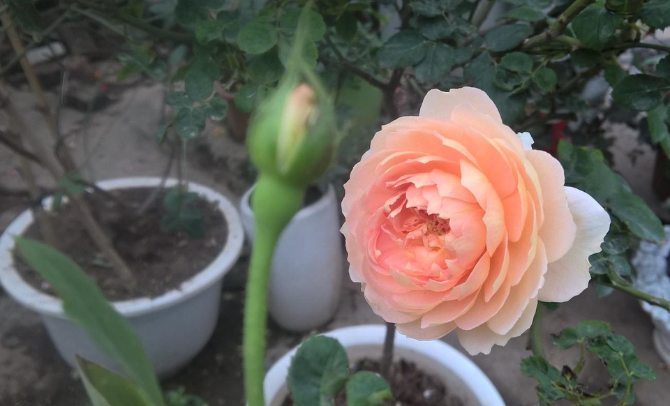 Hồng William Morris là loại hoa đắt nhất, một chậu hoa được bán với giá 2,5 triệu đồng. Đây là loại hoa đắt ngang với cả chậu địa lan, Bích đào hay hoa Mai vàng