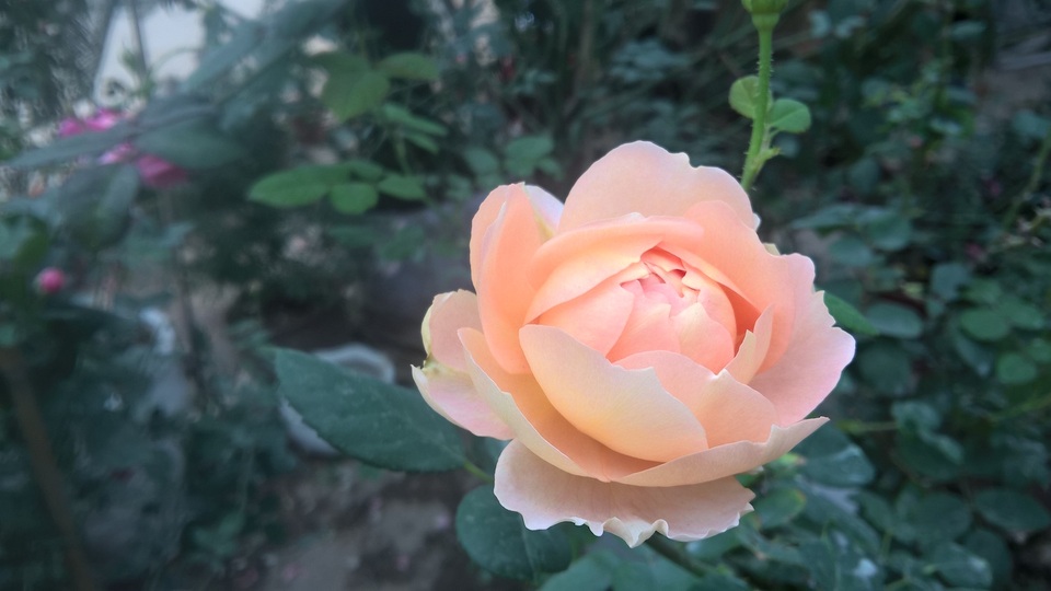 Hoa hồng William morris xuất xứ từ Anh, đây là loại hoa có màu hồng phấn khá đặc biệt. Được biết, loại hoa này được nhập về số lượng ít, nhưng được nhiều người đặt mua.