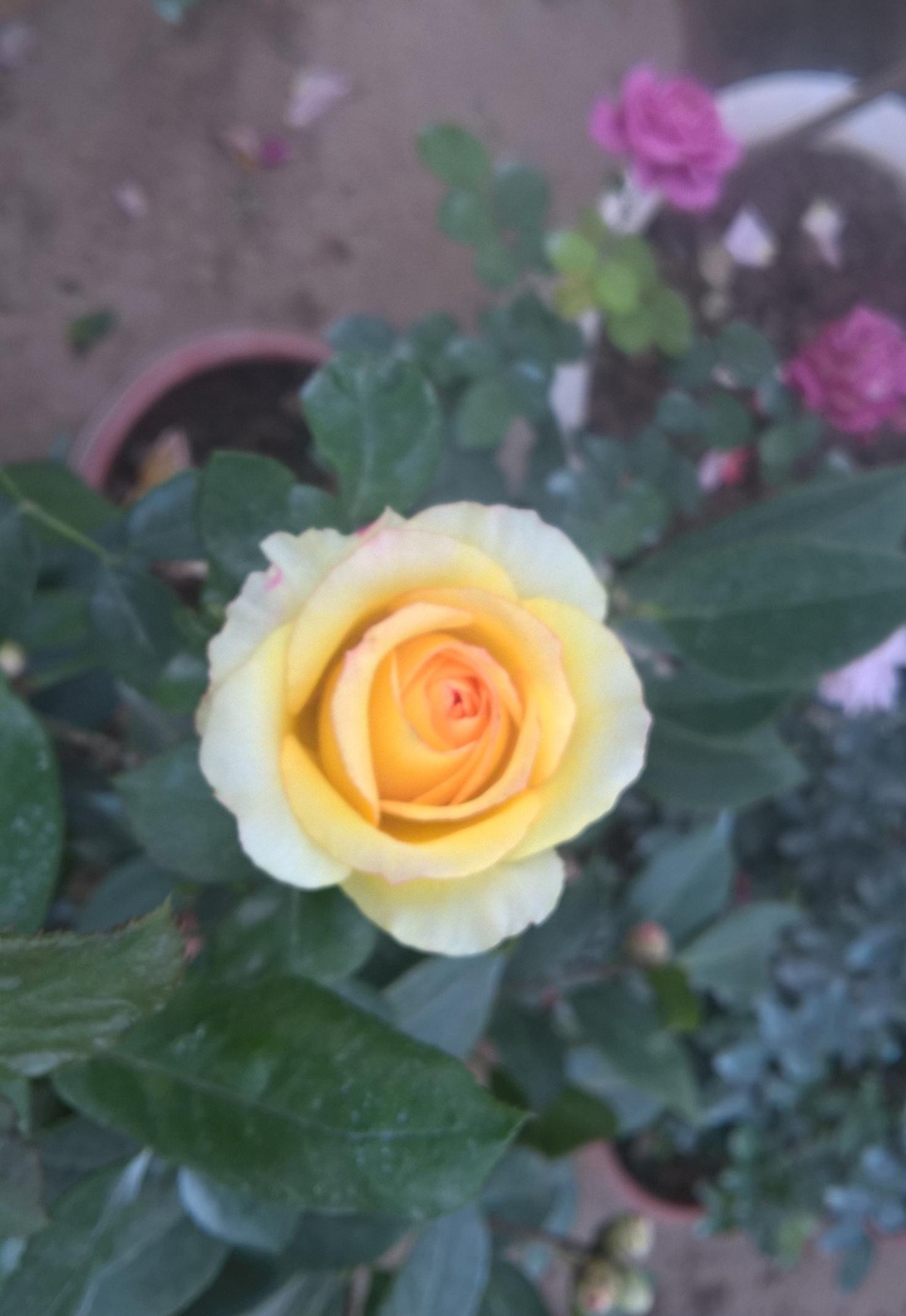 Hoa hồng Gold Metal xuất xứ từ Mỹ, được nhập khẩu bán khoảng 700.000 đồng đế 1 triệu đồng/chậu