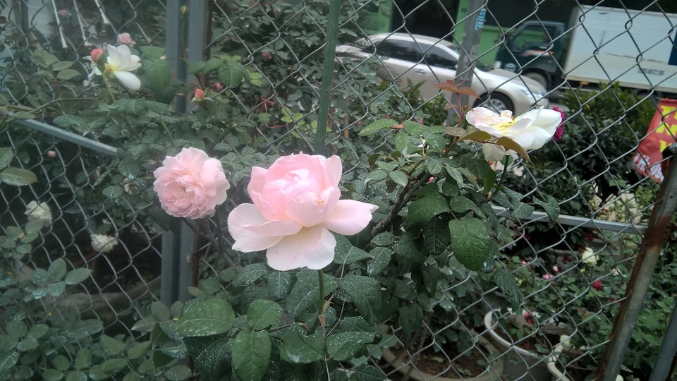 Hoa hồng Misaki có xuất xứ Nhật Bản có mức giá 500.000 đồng/chậu