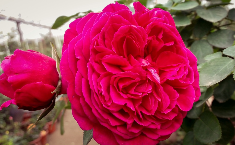 Điểm danh những giống hồng ngoại “bạc triệu” được các đại gia Việt săn lùng - 6 Điểm danh những giống hồng ngoại “bạc triệu” được các đại gia Việt săn lùng - 6