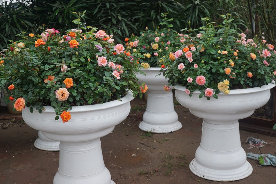 Chậu hoa hồng nghệ thuật- Thú chơi mới trong mùa Tết năm nay - 1
Những chậu hồng mang một đến một sức quyến rũ khó cưỡng.