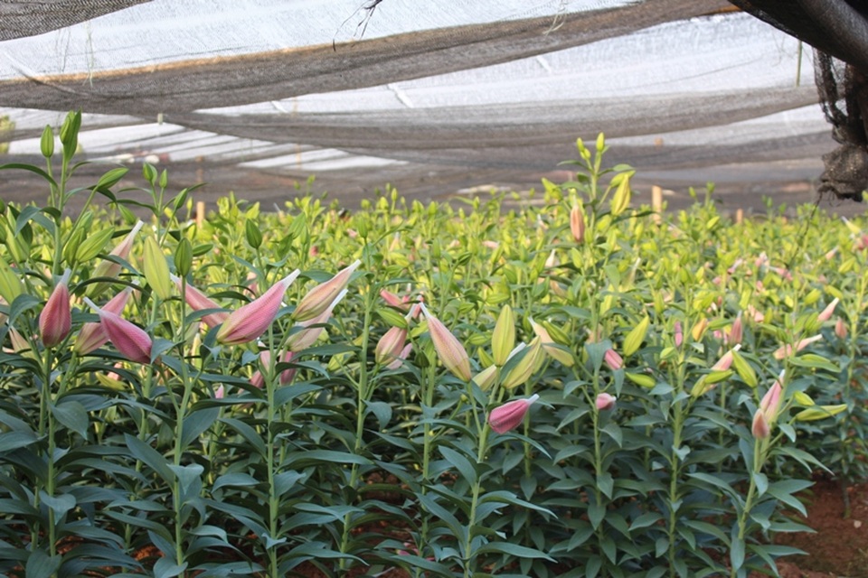 Ly được trồng bạt ngàn ở Tây Tựu và Hạ Mỗ.